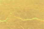 22kt Ribbon Gold Leaf Roll - 1" x 21m - 25mm - Manetti Italy